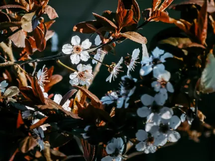グリマー カジノ モバイルアプリ